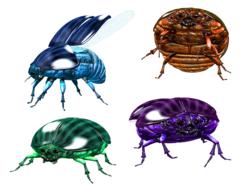 bug insect beetle scarab pest