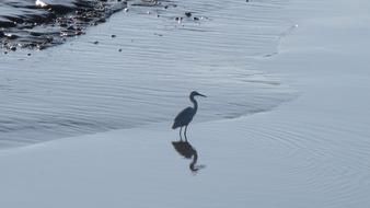 Winter Bird Body Of Water