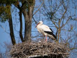Stork Nest Young
