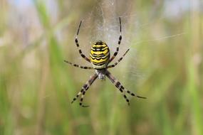 Spider Spiderweb Insect