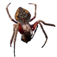 Spider Insect Arachnid