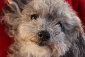 Dog Animal Mammal