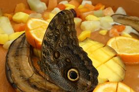 large butterfly with a pattern on its wings