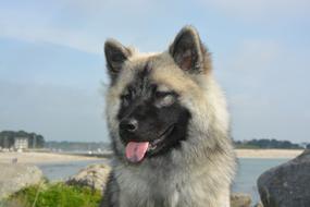 Dog Bitch Nova Eurasier