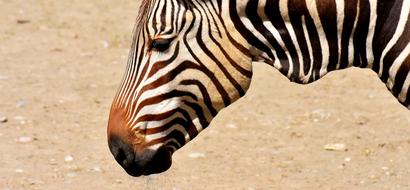 Zebra Wild Animal Zoo