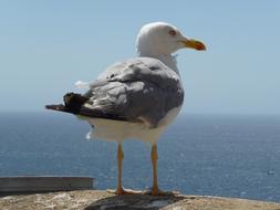 wild gull looking out to sea