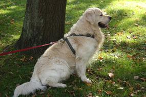 Dog Mammals Grass