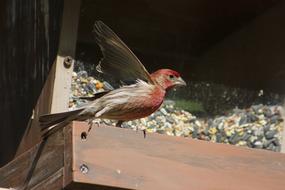 red bird on the roof
