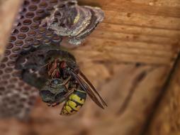 Wasp insects Close Up