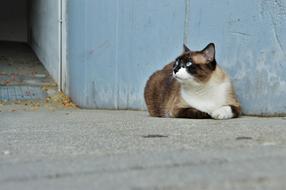 Cat Adorable Animal on street