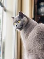 Portrait of grey Cat In home