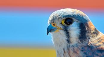 bird head macro