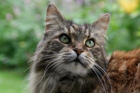 Maine Coon Cat Animal Portrait