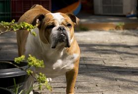 Dog Cute Pet