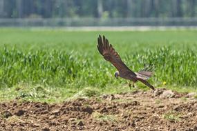 Milan Hunting Prey bird