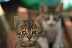 Cat Cute Animals