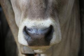 Cow Nose closeup photo