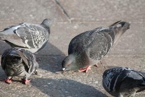 Cute pigeons on a walk
