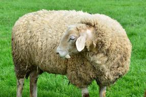 Sheep Livestock Farm