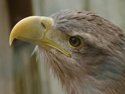 Wildlife Bird Nature
