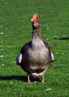 Goose Duck Bird