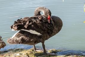 Swan Black by the Water