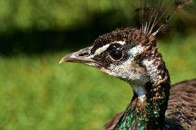 a beautiful brown peacock on a walk