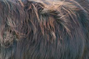 Fur Animal Nature