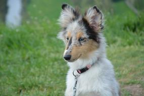 Dog Bitch Young Puppy Shetland