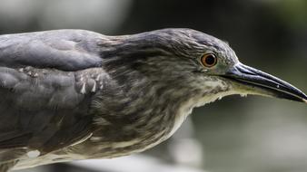 Bird Nature Wildlife