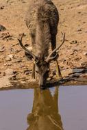 India Ranthambore National Park