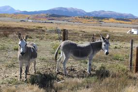 Mammal Animal Cavalry
