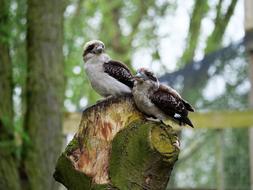 Kookaburra Kingfisher Bird