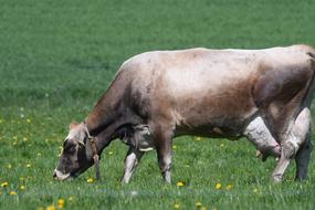 Cow Beef Pasture
