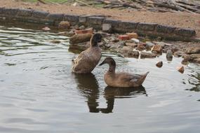 Water Bird Nature