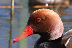 duck head with a red beak