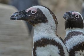 Penguin Animal World Bird