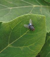 Insect Nature Animal