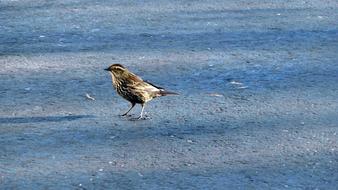 Bird Nature Water