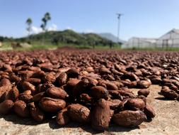 dried cocoa bean harvest