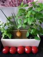 tasty tomatoes by the pot of onions