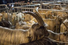 Mammalia Animalia Livestock
