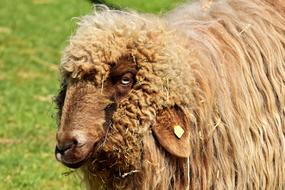 Sheep Wool Animal