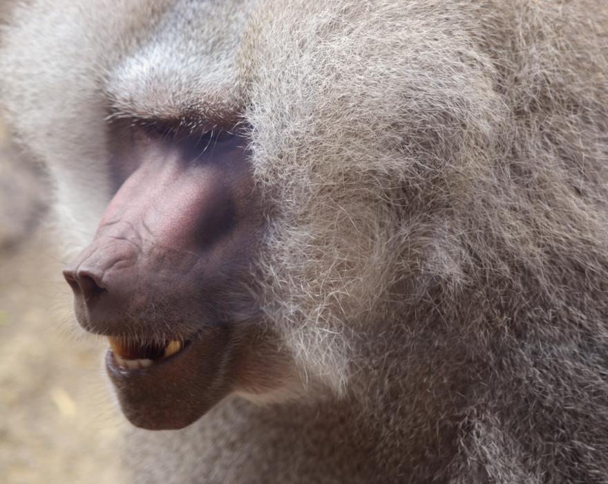 Baboon Primate Ape portrait