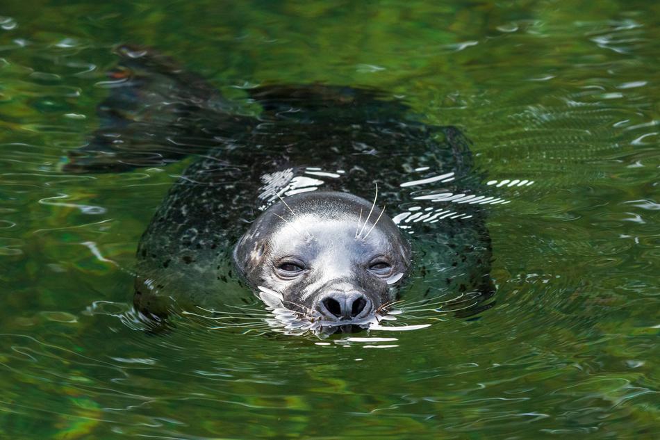 Seal Swim Robbe