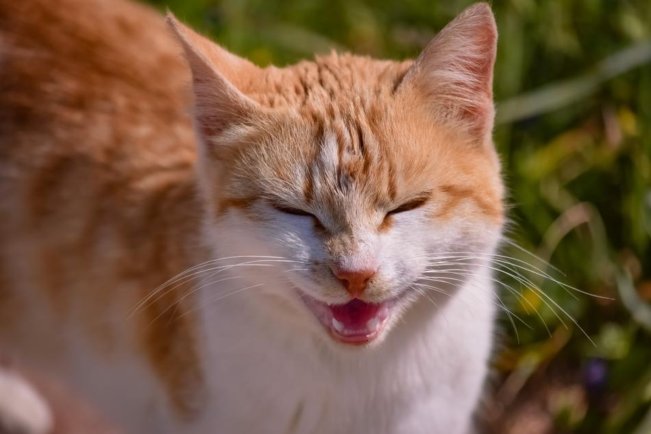 portrait of ginger meowning cat