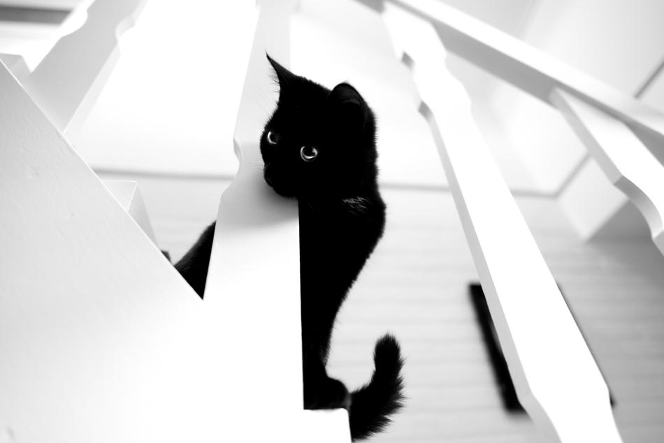 Black Cat White Stairs