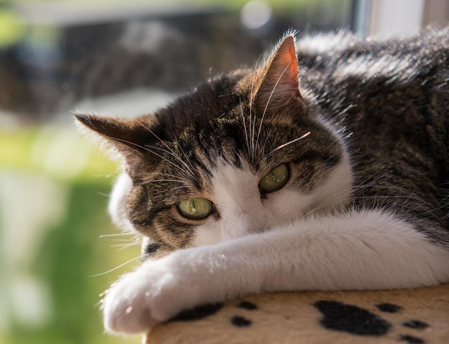 Cat Feline Portrait