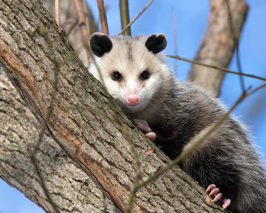 Opossum Possum Wildlife