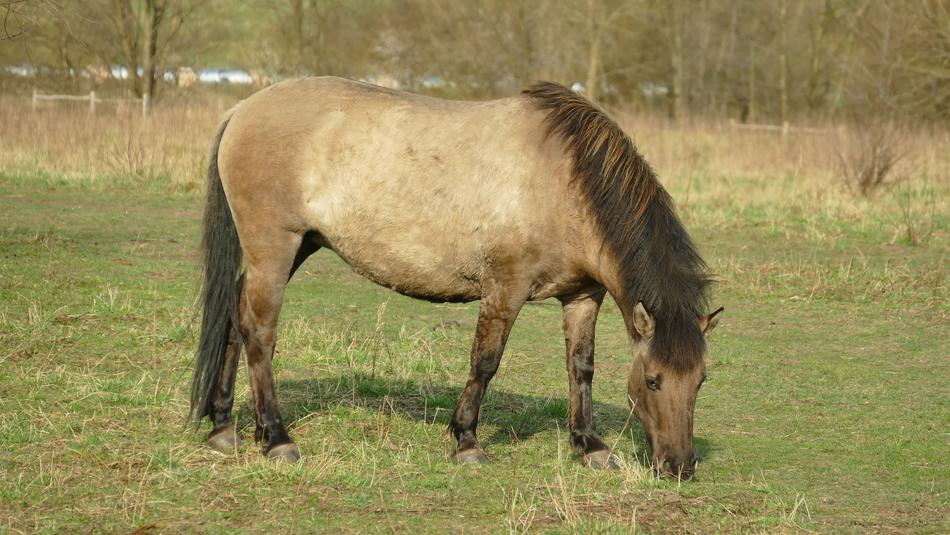 Horse Dulmener Grazing